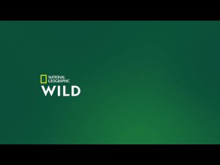 2022, snakes in the city (national geographic wild hd) 16