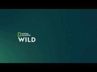 2022, national parks (national geographic wild hd) 16