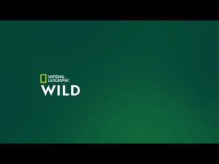 2021, alaska and her neighbors (national geographic wild) 16