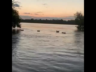 swimming hippo