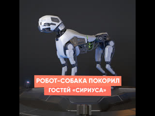 robot dog conquered the guests of "sirius"